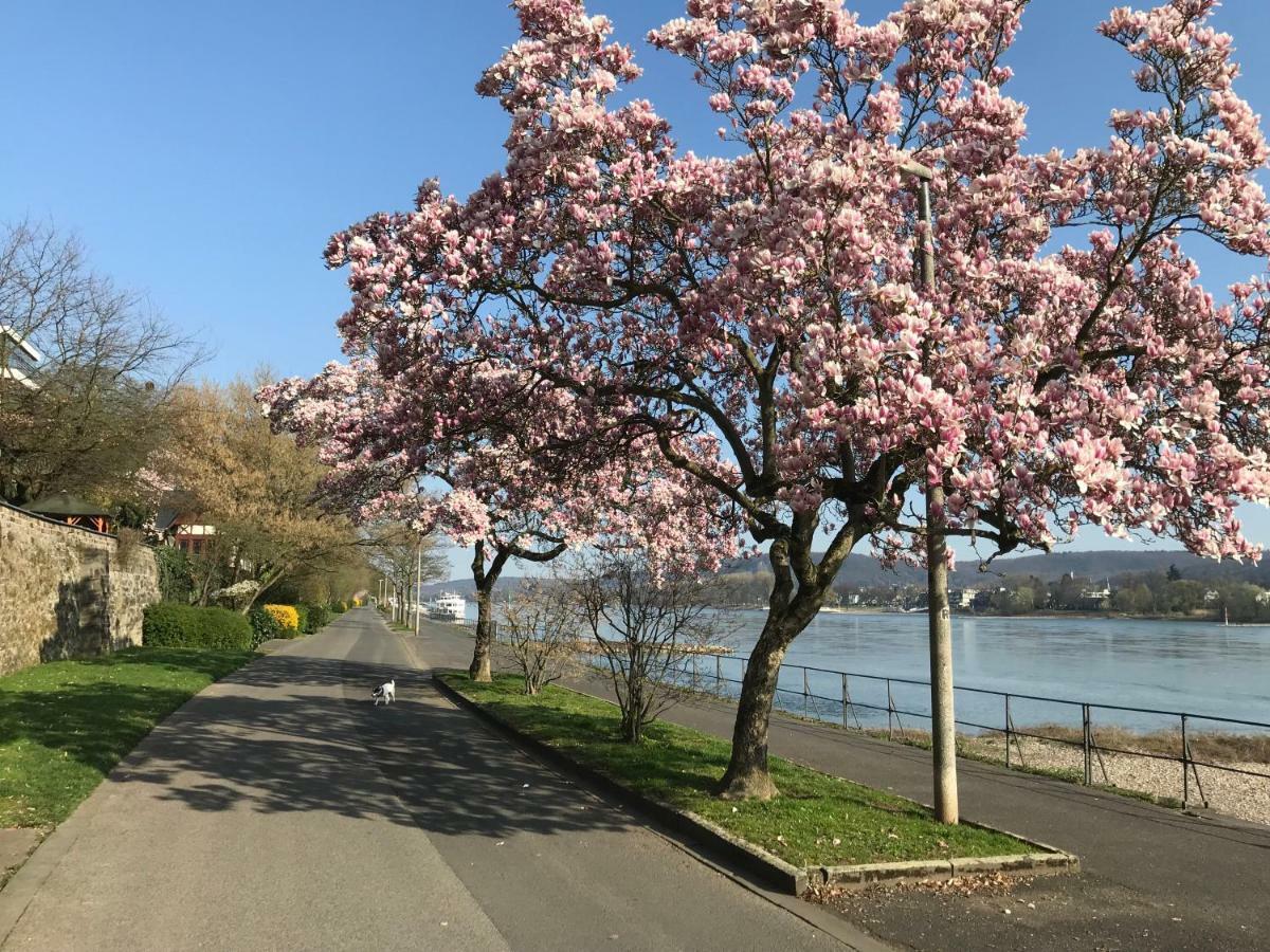 Ferienhaus Rheinperle Mit Garten In Remagen Am Rhein - Naehe Bonnヴィラ エクステリア 写真